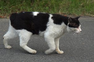 野守の池のネコ