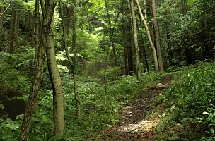 登山道