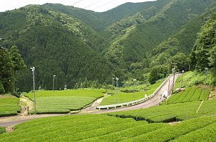 茶畑の斜面