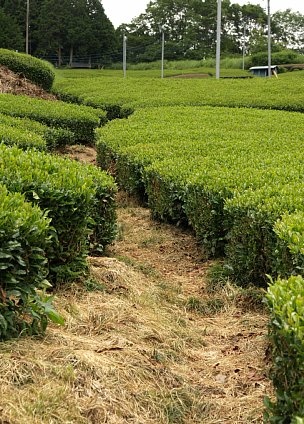 茶の道