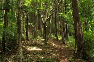 木漏れ日の山道