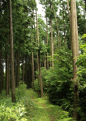 稜線道