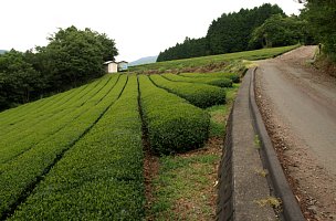 笹間下の茶畑