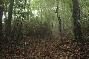 ガスの山道