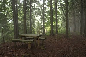 木立の中のベンチ