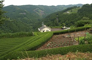 蔵田の茶畑
