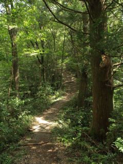 木立の道