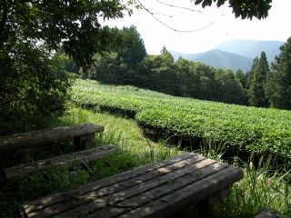 茶畑のベンチ