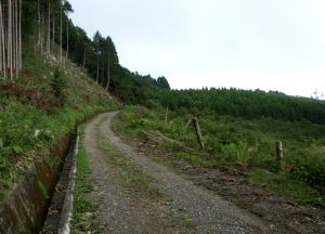 大山山頂手前