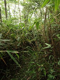 ササの下山路