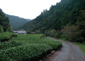 油山温泉へ向かう