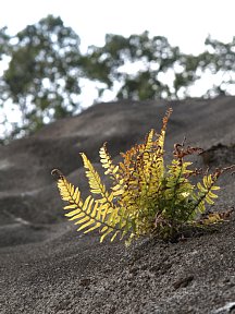 法面