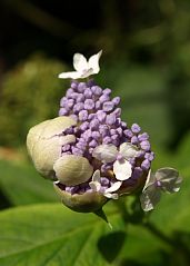 未開花のタマアジサイ