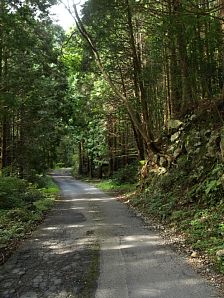 樹林帯の林道