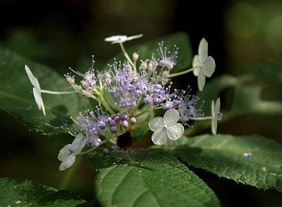 タマアジサイ（玉紫陽花）