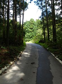 開放的な林道