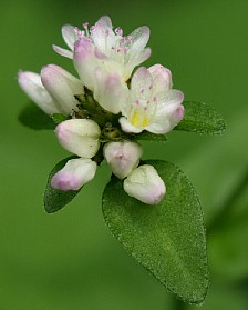 路傍の小草花