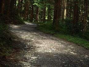 木漏れ日の林道