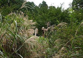 草陰の指導標