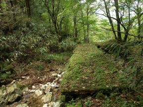 草付き木橋