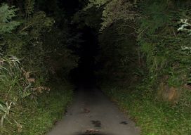 暗闇の林道
