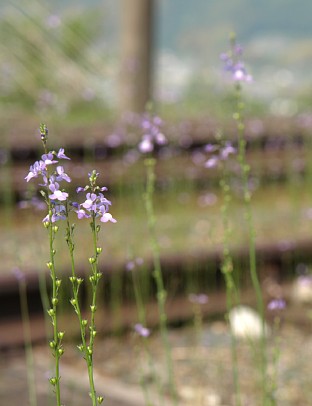 レール上の草花