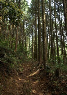 林の山道