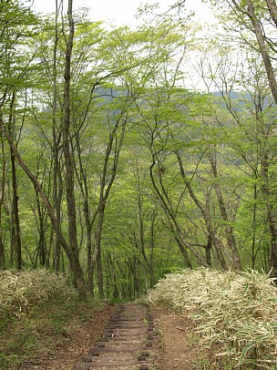 新緑の山