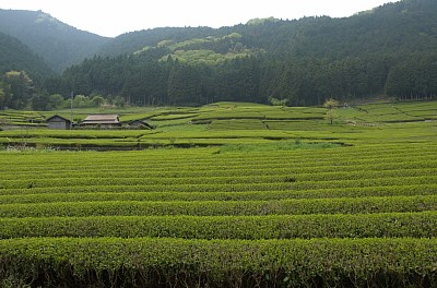 茶畑