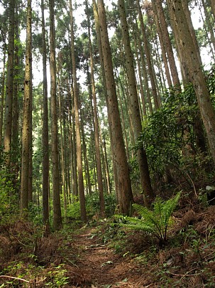 登山道