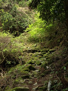 沢沿いの道