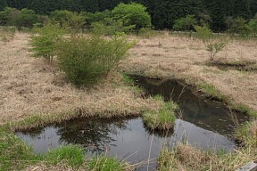 池塘