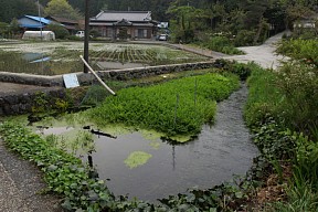 田園