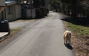 車道の犬