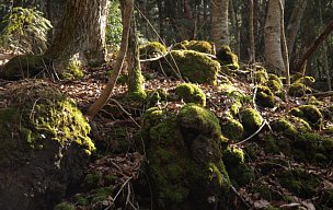 苔生す