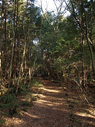 青木ヶ原樹海