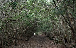 樹林のトンネル