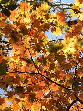 モミジの紅葉
