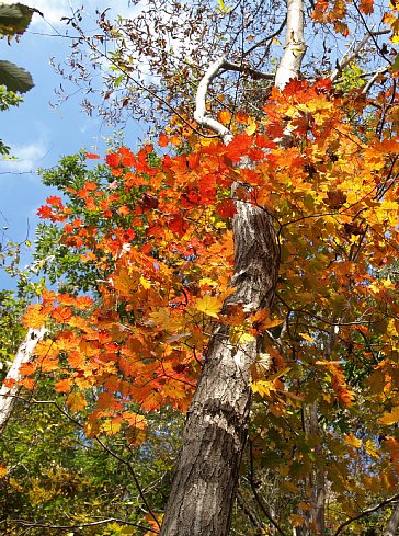 紅葉