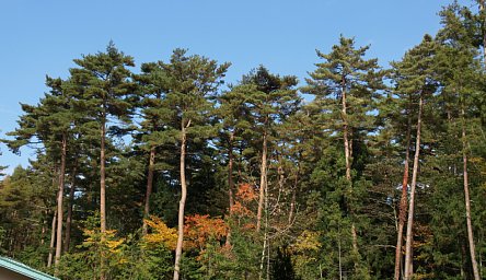 アカマツと紅葉