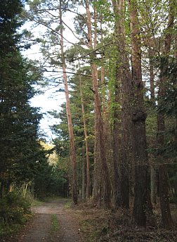 しつこく道迷い