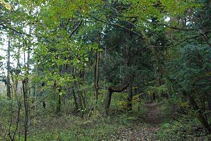 登山道