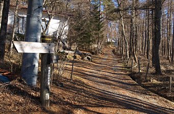 葉の落ちた木立の道
