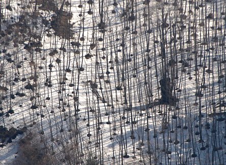 春の雪山