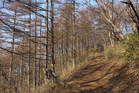 尾根西面の道