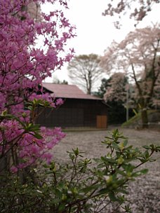 桜とツツジ