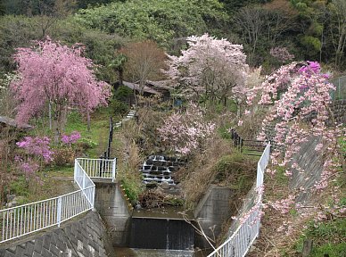 小川沿い