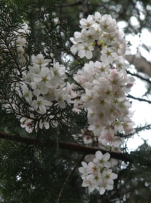 杉と桜