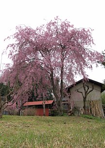 枝垂桜