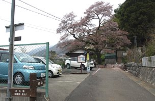 富士見桜